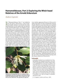 Hamamelidaceae, Part 2: Exploring the Witch-Hazel Relatives of the Arnold Arboretum