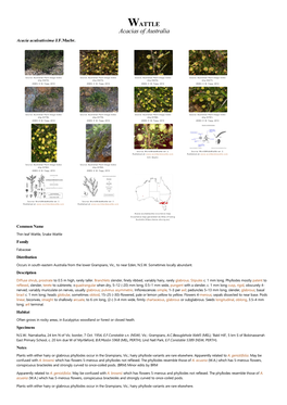 Acacia Aculeatissima J.F.Macbr