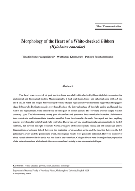 Morphology of the Heart of a White-Cheeked Gibbon (Hylobates Concolor)