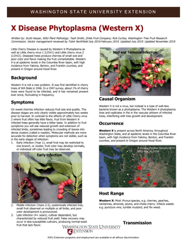 X Disease Phytoplasma (Western X)