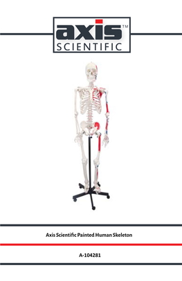 Axis Scientific Painted Human Skeleton A-104281