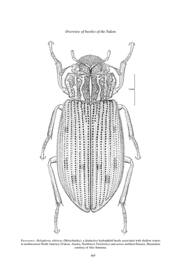 Overview of Beetles of the Yukon