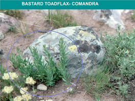 BASTARD TOADFLAX- COMANDRA Fat Bastard Toadflax White Pine Blister Rust, a Nonnative Invasive Pathogen