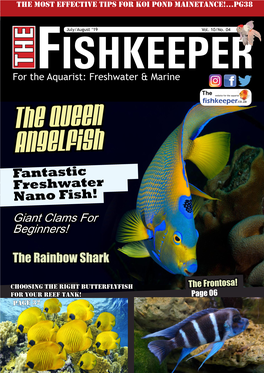 The Queen Angelfish Fantastic Freshwater Nano Fish! Giant Clams for Beginners!