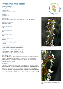 Prasophyllum Hectorii