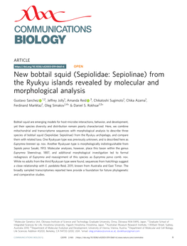 New Bobtail Squid (Sepiolidae: Sepiolinae) from the Ryukyu Islands Revealed by Molecular and Morphological Analysis