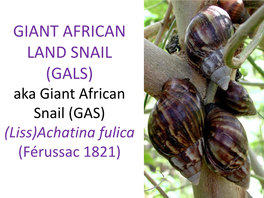 GIANT AFRICAN LAND SNAIL (GALS) Aka Giant African Snail (GAS) (Liss)Achatina Fulica (Férussac 1821)