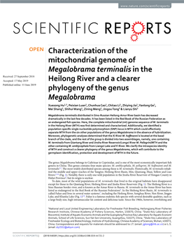 Characterization of the Mitochondrial Genome of Megalobrama Terminalis in the Heilong River and a Clearer Phylogeny of the Genus