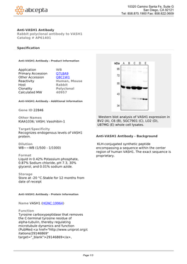 Anti-VASH1 Antibody Rabbit Polyclonal Antibody to VASH1 Catalog # AP61401