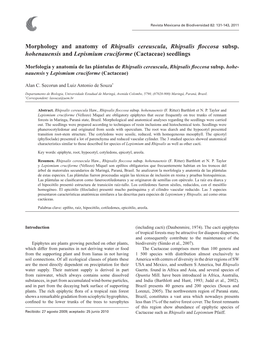 Morphology and Anatomy of Rhipsalis Cereuscula, Rhipsalis Floccosa Subsp. Hohenauensis and Lepismium Cruciforme (Cactaceae) Seedlings