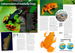 Conservation of Mantella Frogs FEATURE | Mantella FROGS Greatest Survival Asset