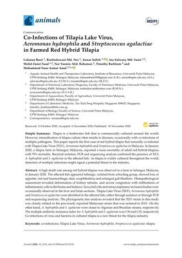 Co-Infections of Tilapia Lake Virus, Aeromonas Hydrophila and Streptococcus Agalactiae in Farmed Red Hybrid Tilapia