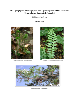 The Ferns and Pines of the Delmarva Peninsula