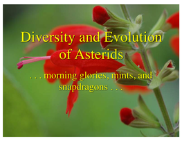 Diversity and Evolution of Asterids