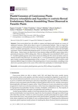 Plastid Genomes of Carnivorous Plants Drosera Rotundifolia and Nepenthes × Ventrata Reveal Evolutionary Patterns Resembling Those Observed in Parasitic Plants