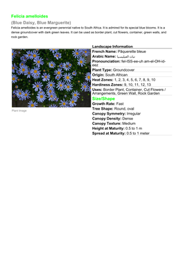 Felicia Amelloides (Blue Daisy, Blue Marguerite) Felicia Amelloides Is an Evergreen Perennial Native to South Africa