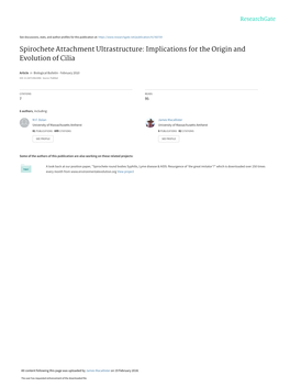 Spirochete Attachment Ultrastructure: Implications for the Origin and Evolution of Cilia