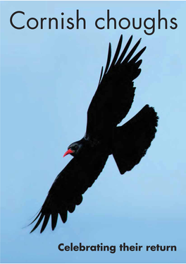 Cornish Choughs: Celebrating Their Return