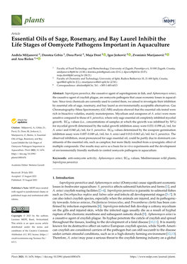 Essential Oils of Sage, Rosemary, and Bay Laurel Inhibit the Life Stages of Oomycete Pathogens Important in Aquaculture
