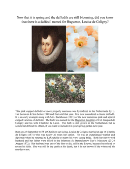 Now That It Is Spring and the Daffodils Are Still Blooming, Did You Know That There Is a Daffodil Named for Huguenot, Louise De Coligny?