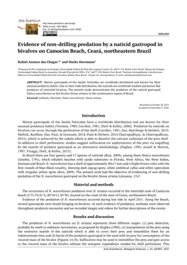 Evidence of Non-Drilling Predation by a Naticid Gastropod in Bivalves on Camocim Beach, Ceará, Northeastern Brazil