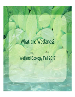 What Are Wetlands?