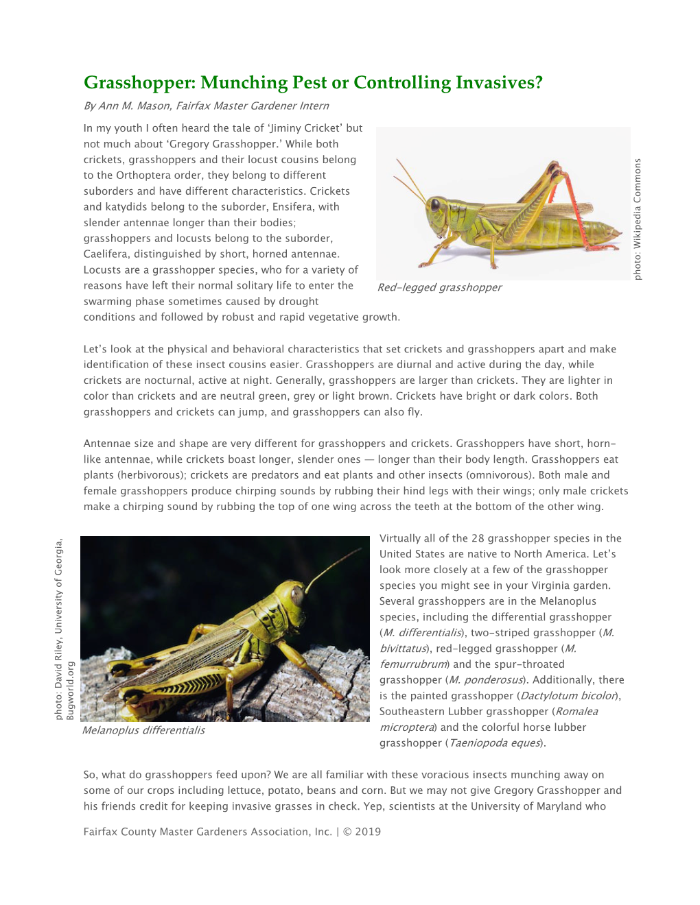 Grasshopper: Munching Pest Or Controlling Invasives?