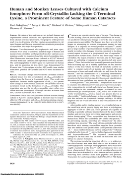 Human and Monkey Lenses Cultured with Calcium Ionophore Form B