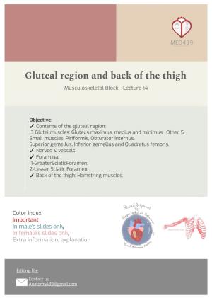 Gluteal Region and Back of the Thigh Musculoskeletal Block - Lecture 14
