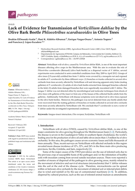 Lack of Evidence for Transmission of Verticillium Dahliae by the Olive Bark Beetle Phloeotribus Scarabaeoides in Olive Trees
