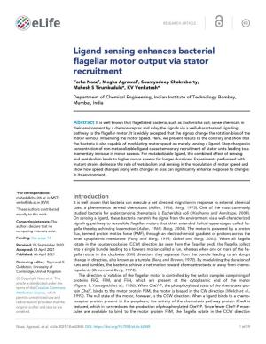 Ligand Sensing Enhances Bacterial Flagellar Motor Output Via Stator