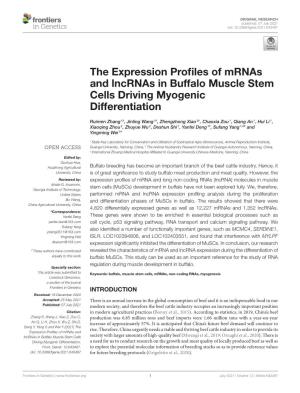 The Expression Profiles of Mrnas and Lncrnas in Buffalo Muscle Stem Cells Driving Myogenic Differentiation