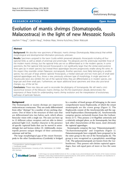 Evolution of Mantis Shrimps (Stomatopoda, Malacostraca) in The