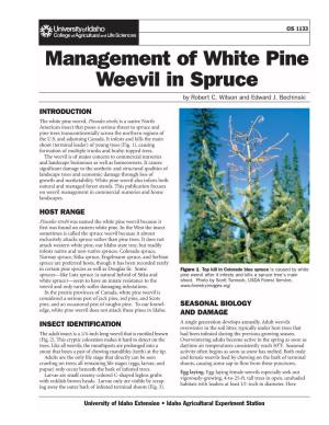 Management of White Pine Weevil in Spruce by Robert C