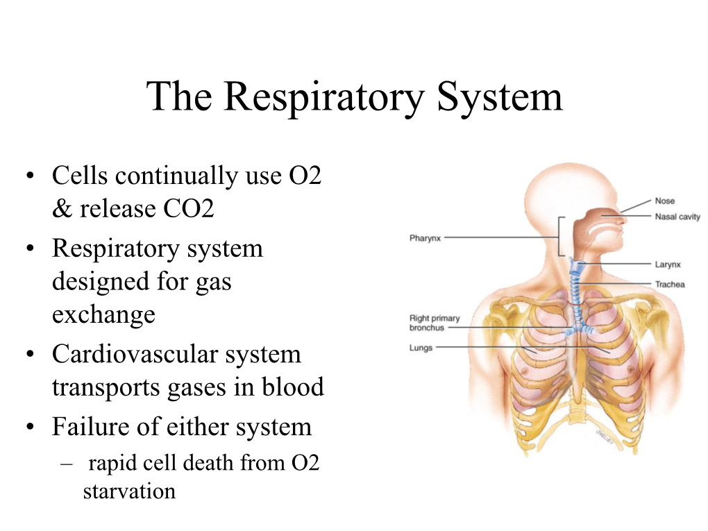 The Respiratory System