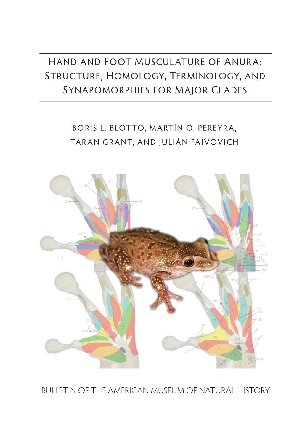 Hand and Foot Musculature of Anura: Structure, Homology, Terminology, and Synapomorphies for Major Clades