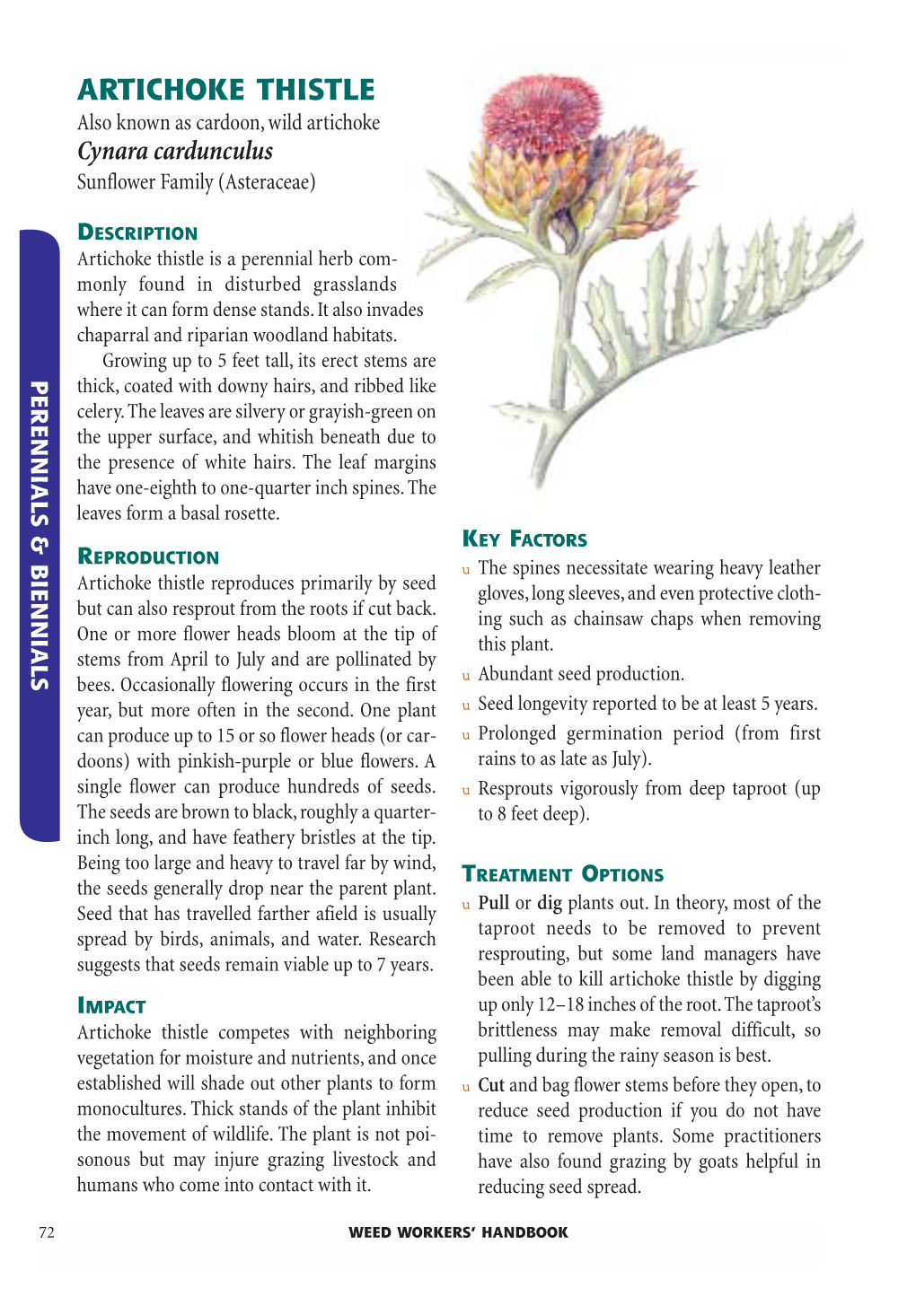 Artichoke Thistle Digging by of 12–18 Inches Only up Root.The the Taproot’S Difficult, Removal Make May Brittleness So Is Best