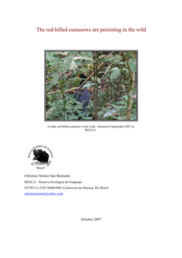 Red-Billed-Curassow-Report-Oct2007