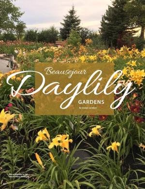 By Evelyn Lundeen Mix of Daylilies in Full