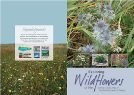 Download Wild Flowers Guide