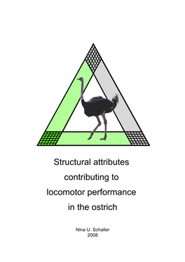 Structural Attributes Contributing to Locomotor Performance in the Ostrich
