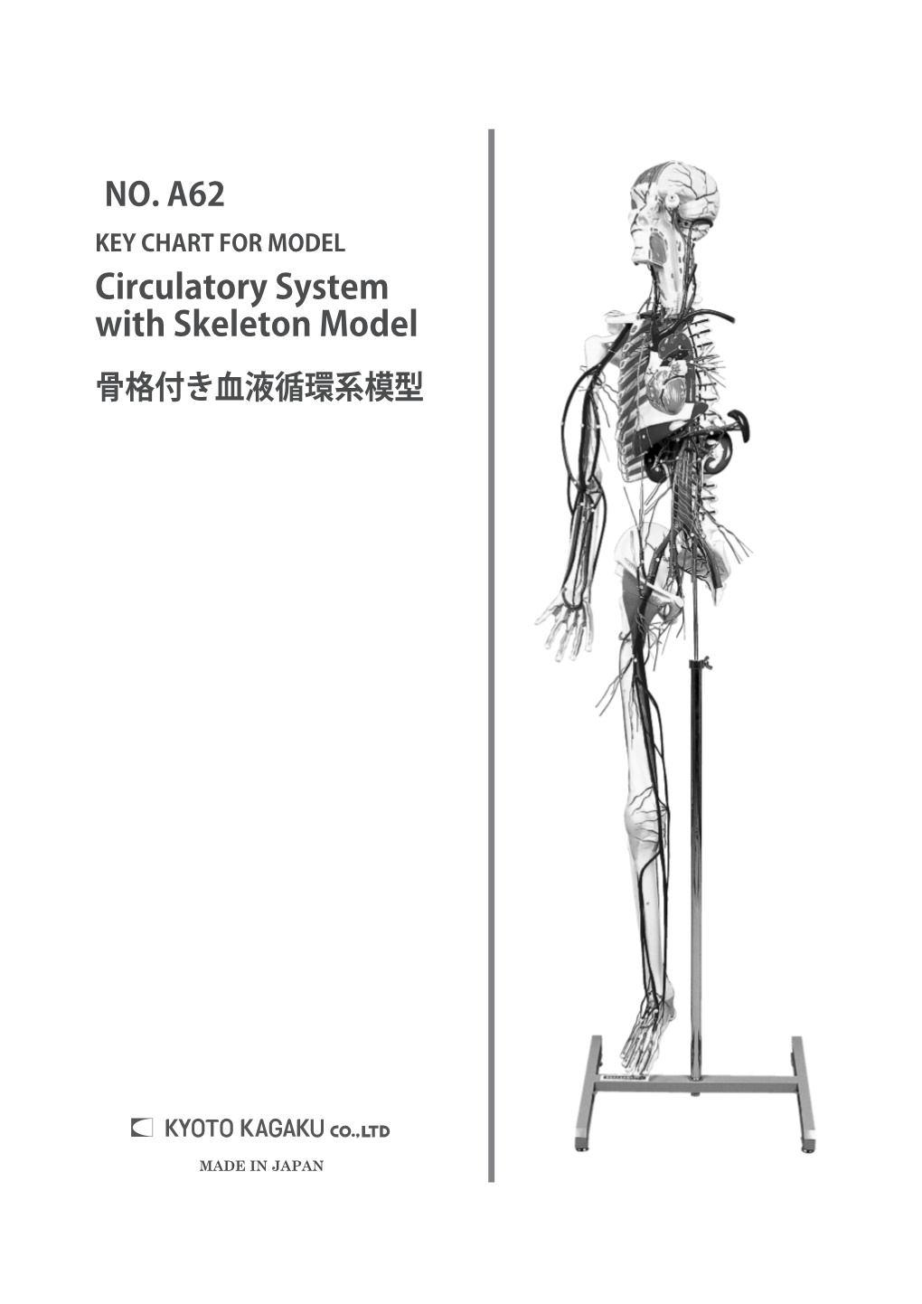 Circulatory System with Skeleton Model 骨格付き血液循環系模型