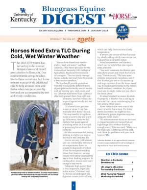 Horses Need Extra TLC During Cold, Wet Winter Weather