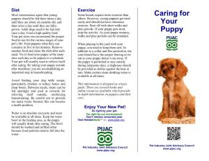 Caring for Your Puppy