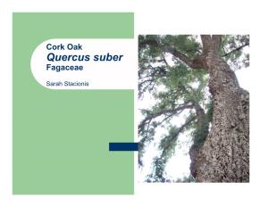 Cork Oak Quercus Suber Fagaceae
