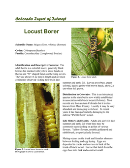 Locust Borer