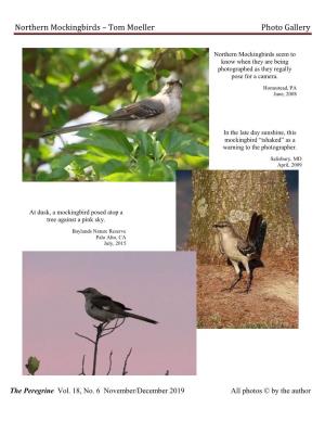 Northern Mockingbirds – Tom Moeller Photo Gallery