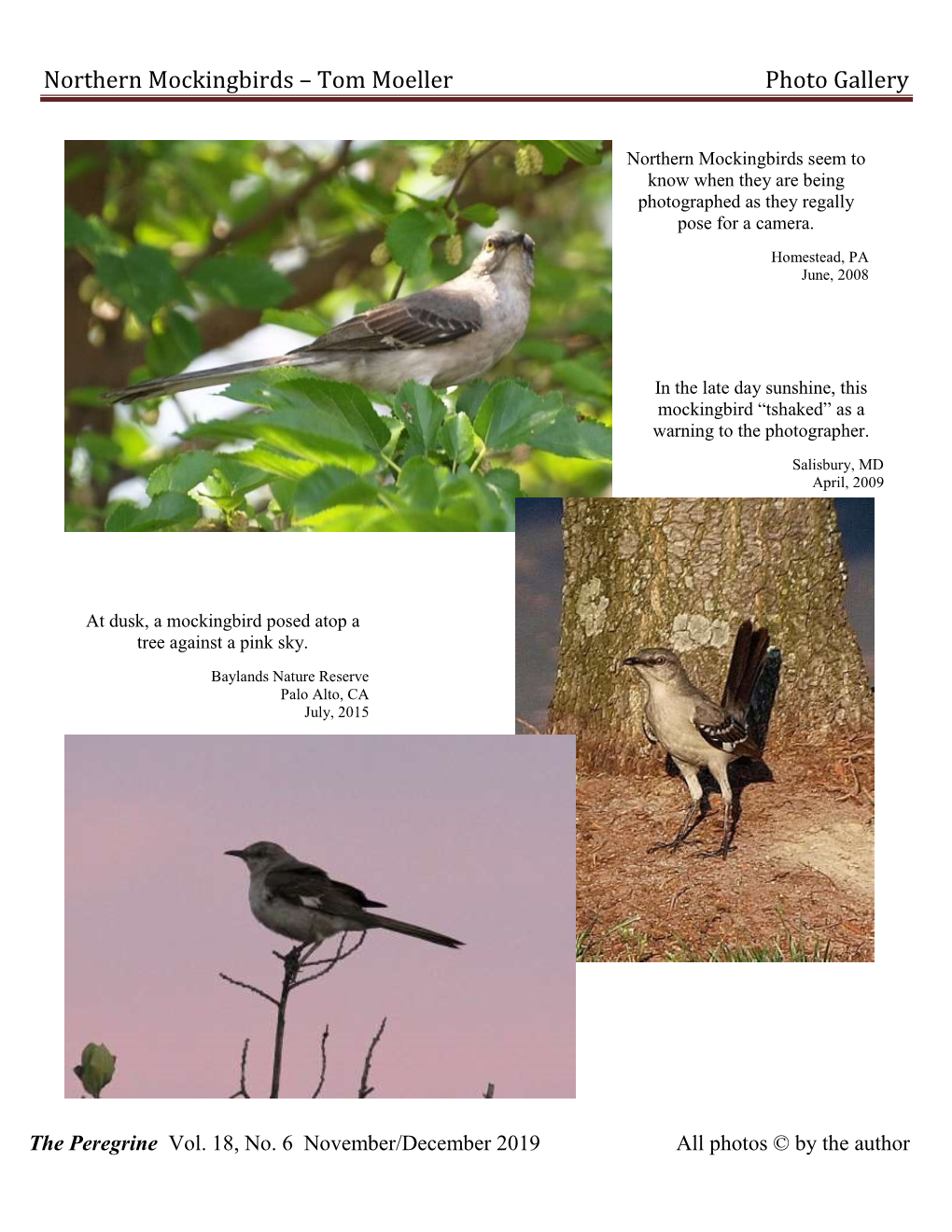 Northern Mockingbirds – Tom Moeller Photo Gallery - DocsLib