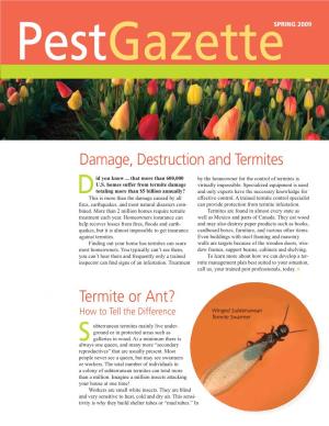 Termite Or Ant?