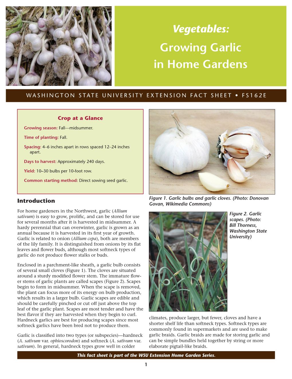 Growing Garlic in Home Gardens